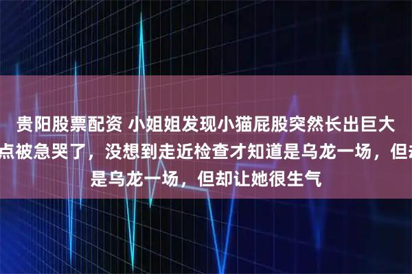 贵阳股票配资 小姐姐发现小猫屁股突然长出巨大“痔疮”，差点被急哭了，没想到走近检查才知道是乌龙一场，但却让她很生气